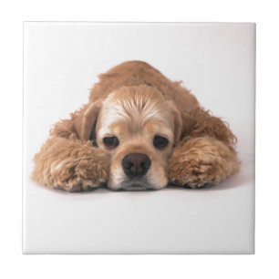 Gullig cockerspanielSpaniel Kakelplatta