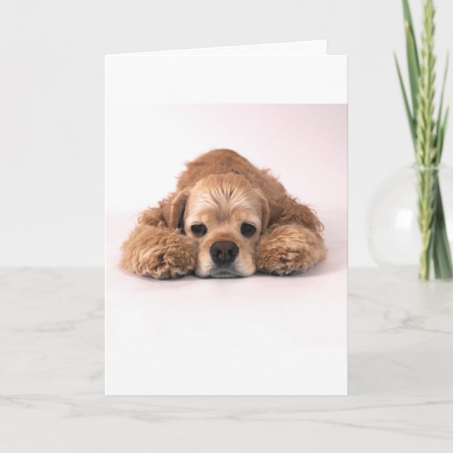 Gullig cockerspanielSpaniel Kort (Framsida)
