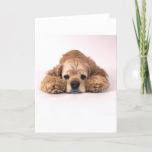 Gullig cockerspanielSpaniel Kort