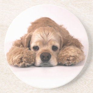 Gullig cockerspanielSpaniel Underlägg Sandsten