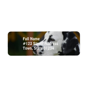 Gullig Dalmatian valp Returadress Etikett