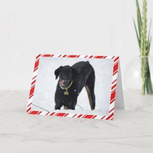 Gullig Doberman i snöhelgdagkort Helgkort