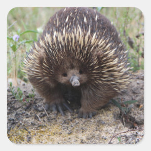 Gullig Echidna från Australien Fyrkantigt Klistermärke