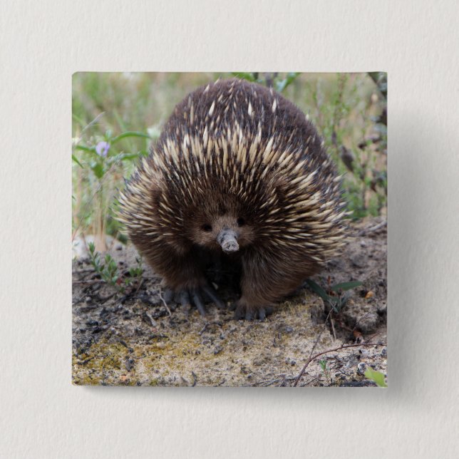 Gullig Echidna från Australien Knapp (Framsida)