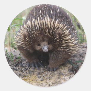 Gullig Echidna från Australien Runt Klistermärke