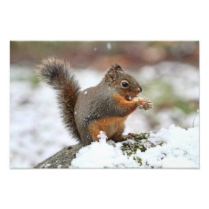 Gullig ekorre i snöfotoet fototryck
