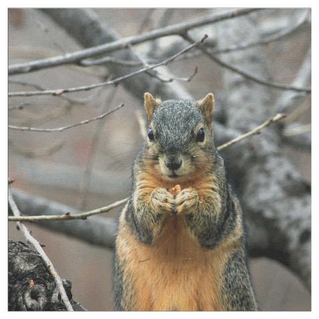 Gullig ekorre och hans nöt tyg (Provkarta)