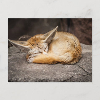 Gullig Fennec räv Vykort
