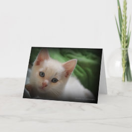 Gullig för fotohälsning för kattunge 5x7 insida tack kort