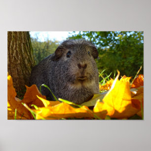 Gullig försökskanin i natur poster