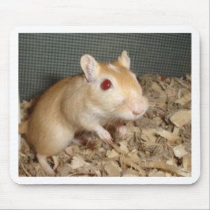 Gullig Gerbil Musmatta