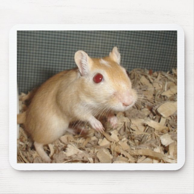 Gullig Gerbil Musmatta (Framsidan)