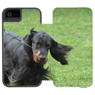 Gullig Gordon Setter