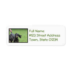 Gullig Gordon Setter Returadress Etikett
