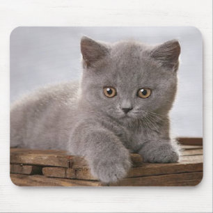 gullig grå färgkattungemousepad musmatta