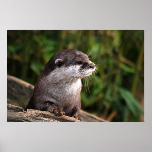 Gullig grå färgutter poster