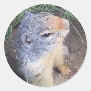 Gullig Groundhog klistermärke