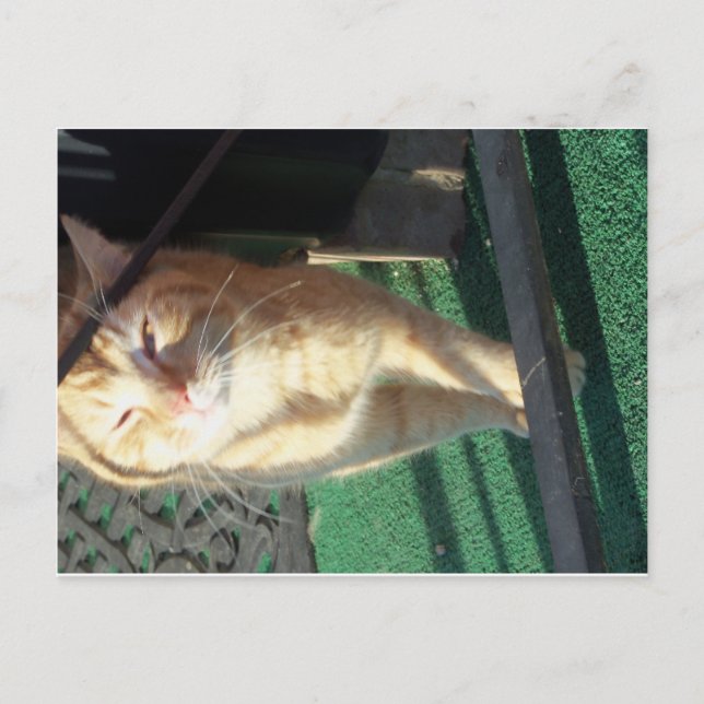 Gullig gul katt vykort (Framsida)