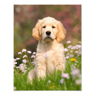 Gullig guld- Retrieverhundvalp - Paperprint Fototryck