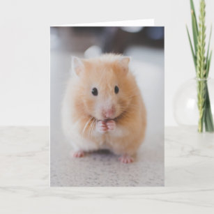 Gullig hamster kort