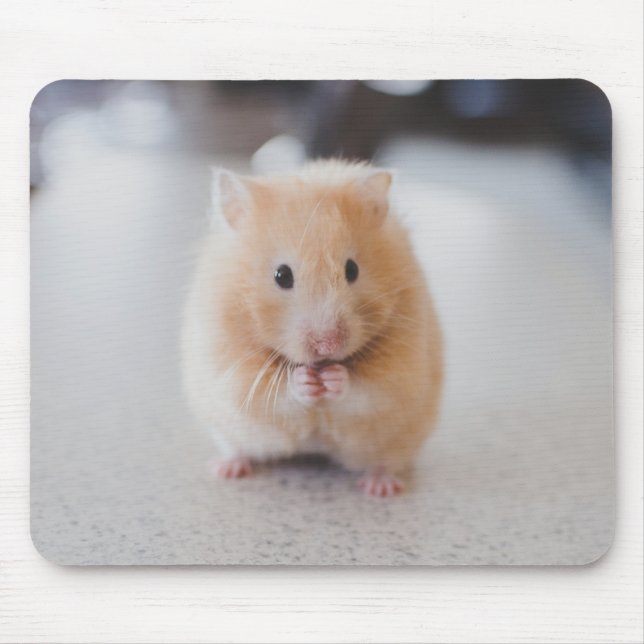 Gullig hamster musmatta (Framsidan)