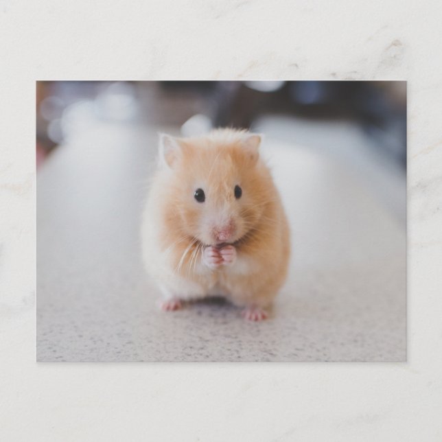 Gullig hamster vykort (Framsida)