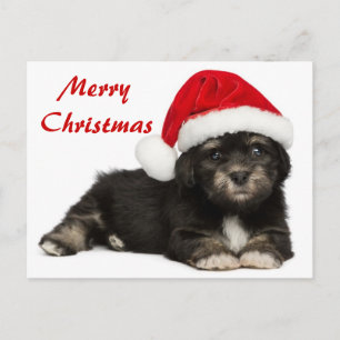 Gullig hund för julHavanese valp Helg Vykort
