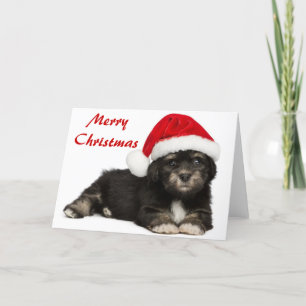 Gullig hund för julHavanese valp Helgkort