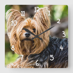 Gullig hund för Yorkshire Terrier i trädgård Fyrkantig Klocka