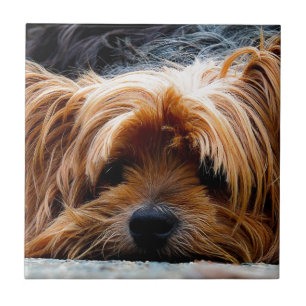 Gullig hund för Yorkshire Terrier Kakelplatta