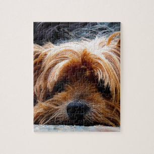Gullig hund för Yorkshire Terrier Pussel