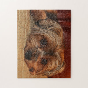Gullig hund för yorkshire terrier, yorkie pussel