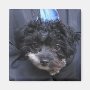 gullig HUND Magnet
