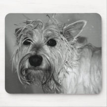 Gullig hund - Westie (den västra höglands-