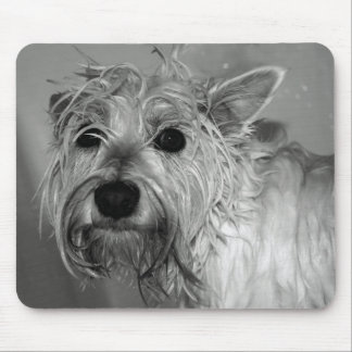 Gullig hund - Westie (den västra höglands- Musmatta