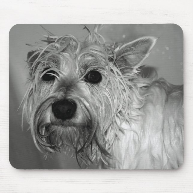 Gullig hund - Westie (den västra höglands- Musmatta (Framsidan)