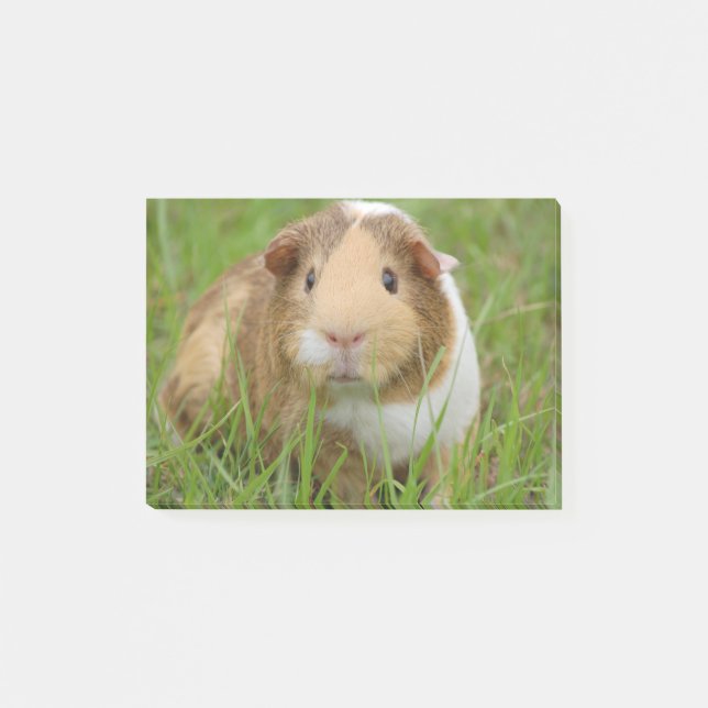 Gullig inhemsk försökskanin post-it block (Framsida)