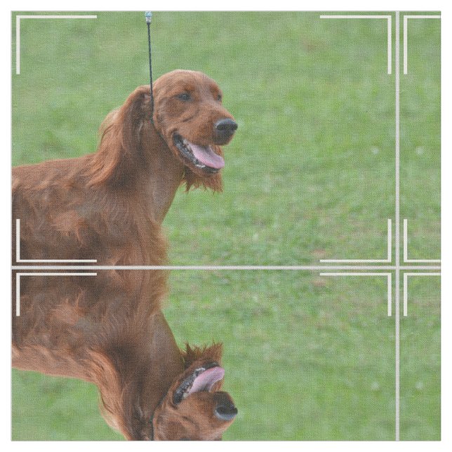 Gullig irländsk Setter Tyg (Närbild)