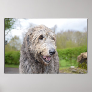 Gullig irländsk Wolfhound Poster