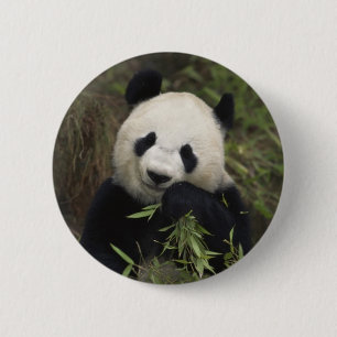 Gullig jätte- Panda Knapp