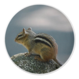 Gullig jordekorre knopp
