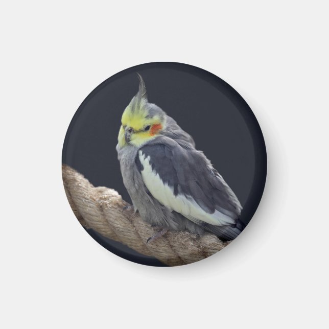 Gullig Kakadue Magnet (Framsidan)