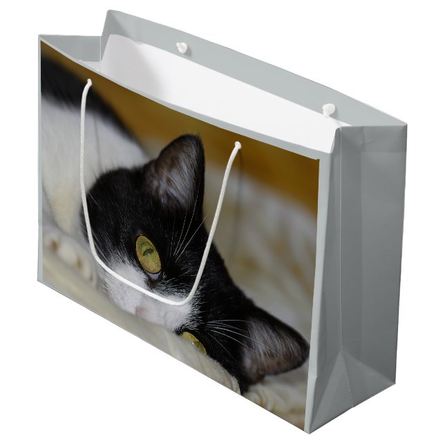 Gullig katt (Framsidan Vinklad)