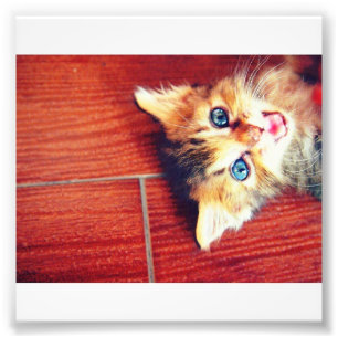Gullig katt fototryck