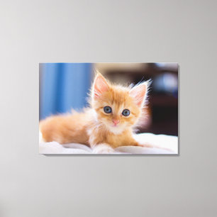 Gullig katt med blåttögon canvastryck