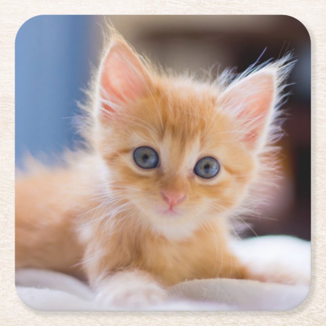 Gullig katt med blåttögon underlägg papper kvadrat (Framsidan)
