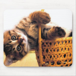 Gullig katt musmatta