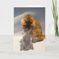 Gullig katt som dricker från sugrörgrattis på