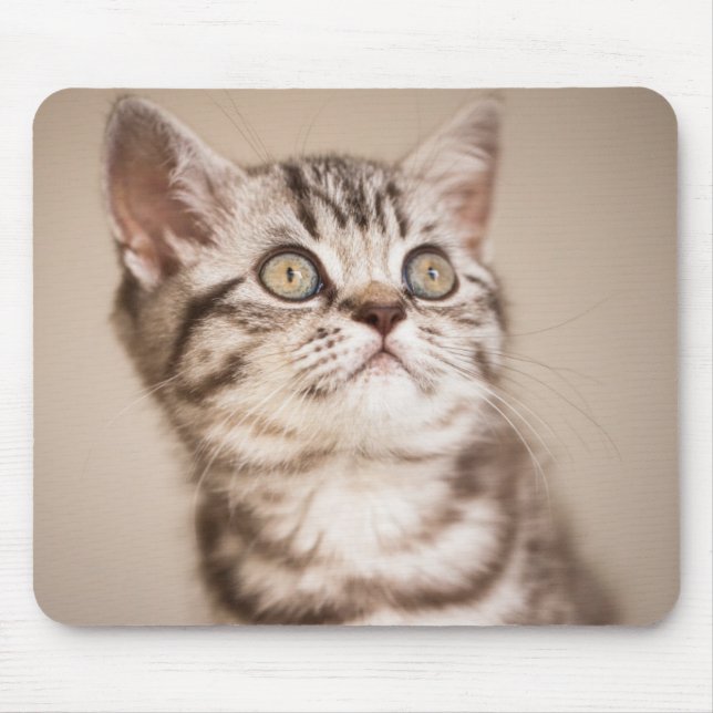 Gullig kattunge för hår för grå färgbrittkort musmatta (Framsidan)