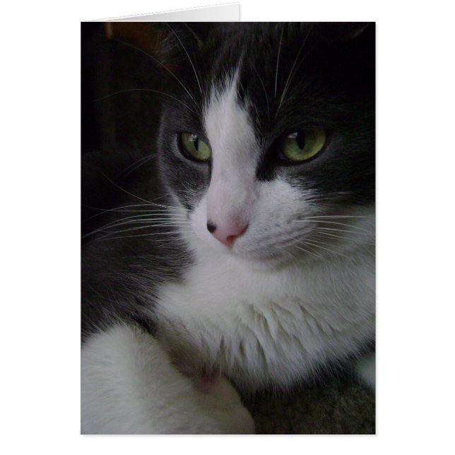 Gullig kattunge hälsningskort (Framsidan)